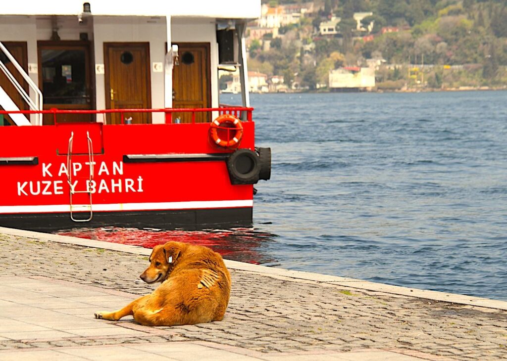 Bosphorus Dog