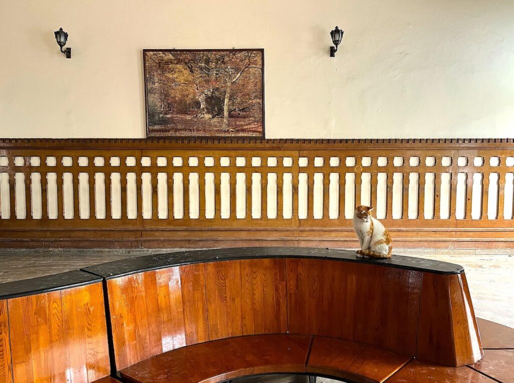 Old Sirkeci Station Orient Express Cat