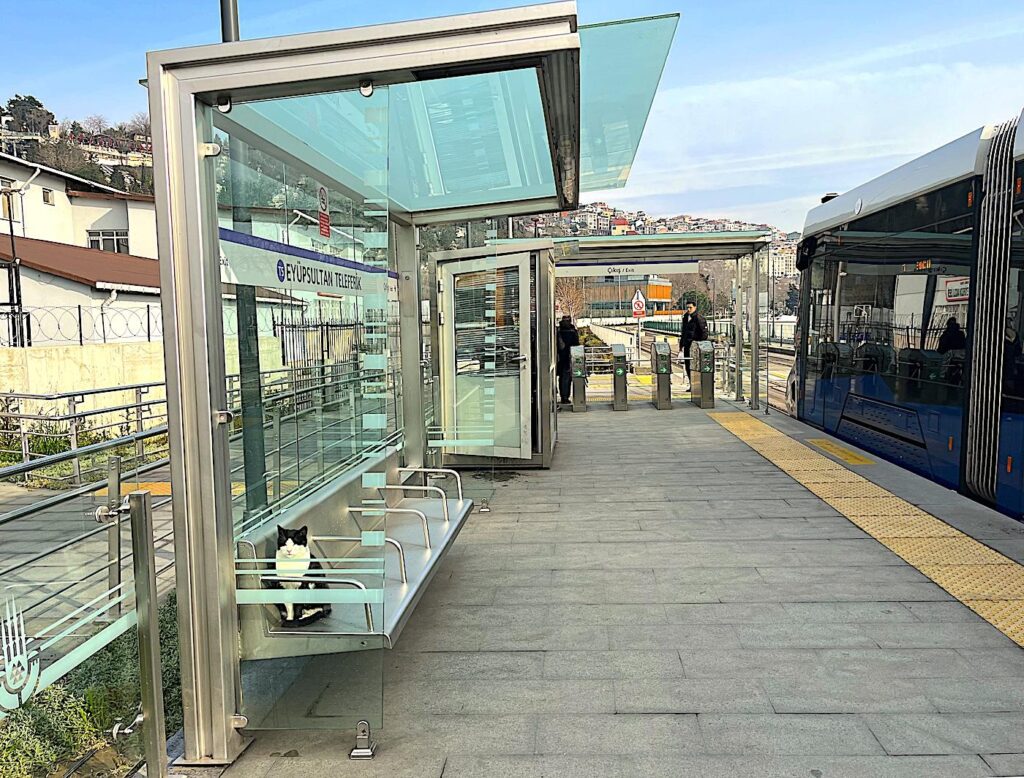 Cat Waiting for a Tram