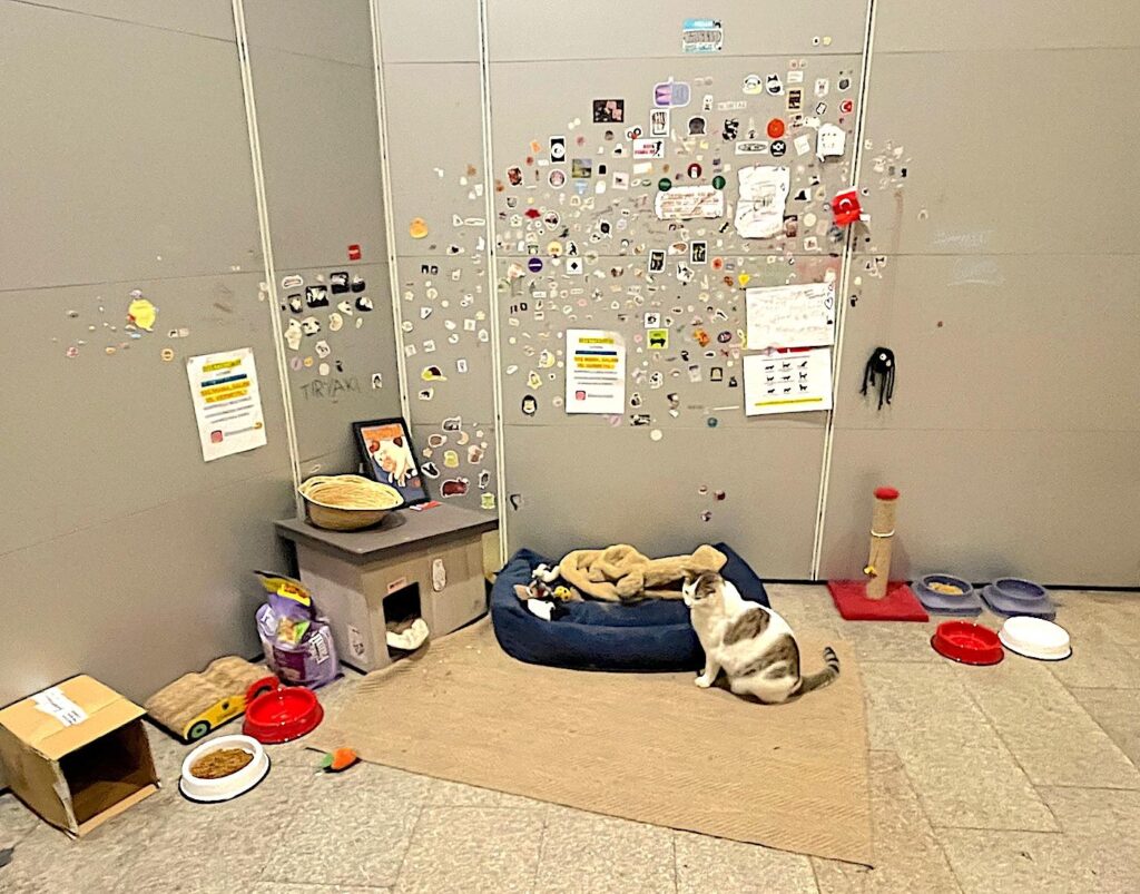 Istanbul's street cats and dogs - Cat at Home in Levent Metro