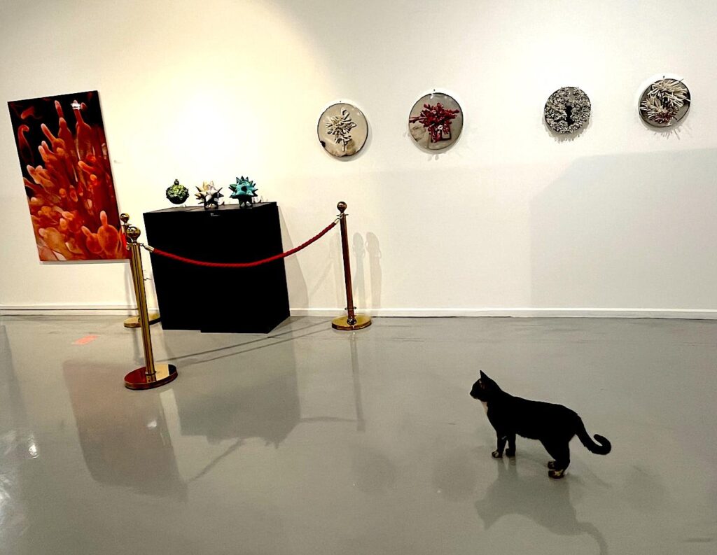 Istanbul's street cats and dogs - Taxim Sanat Art Cat