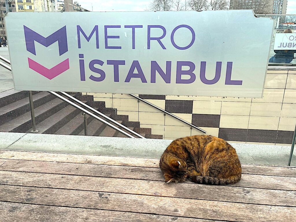 Istanbul's street cats and dogs - Metro Cat